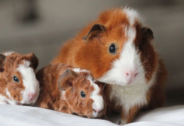 guinea pig life expectancy