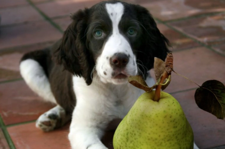 are pears good for dogs