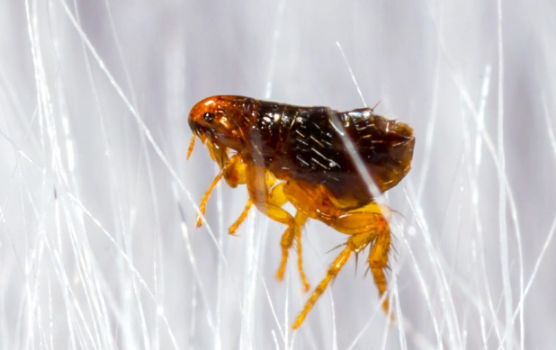 kill fleas in home kill fleas in home