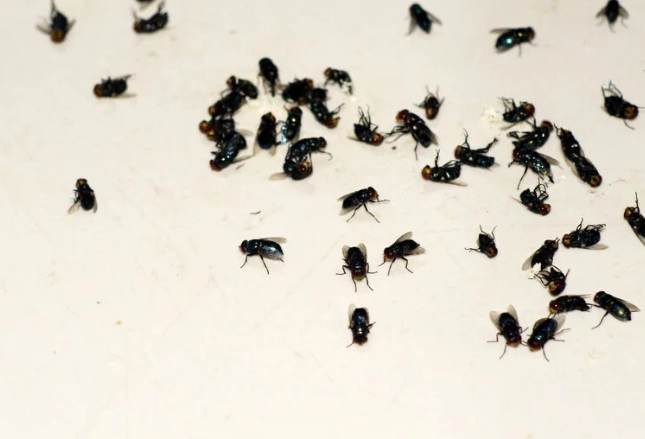 kill fleas in home kill fleas in home