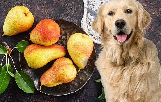 can dogs eat pears