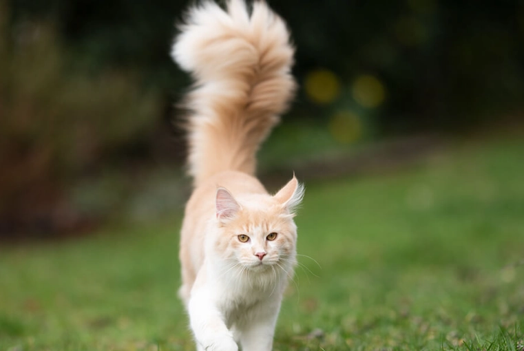 feline body language feline body language