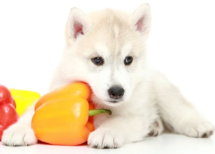 feeding bell peppers to dogs