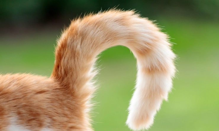 feline body language feline body language