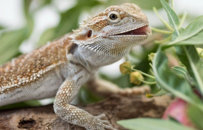 bearded dragon lifespan