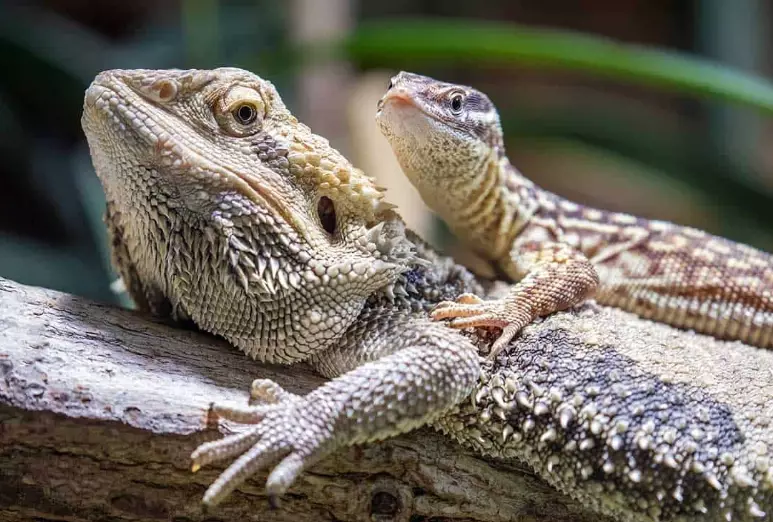 bearded dragon lifespan