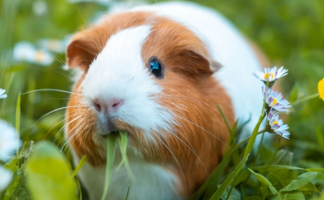 how long do guinea pigs live