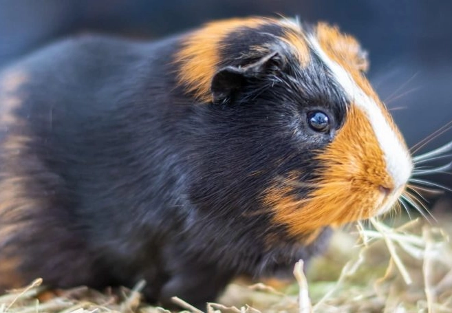 guinea pig life expectancy