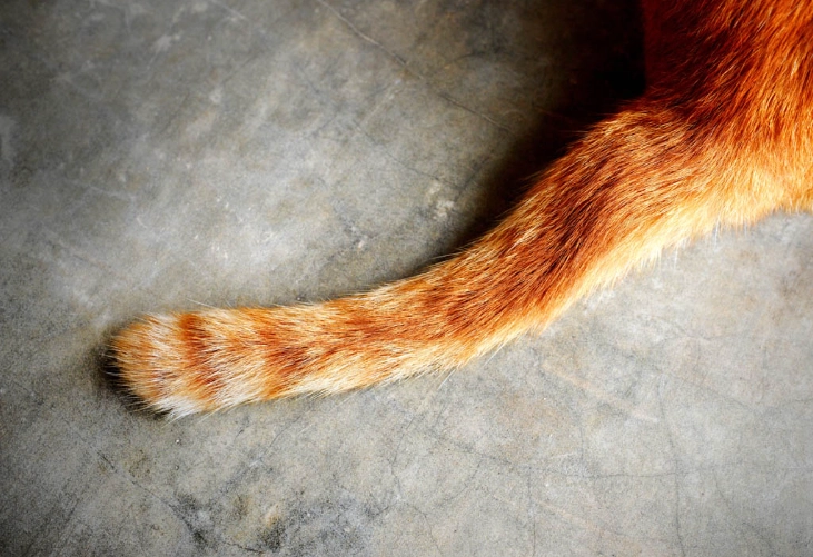 cat tail language cat tail language
