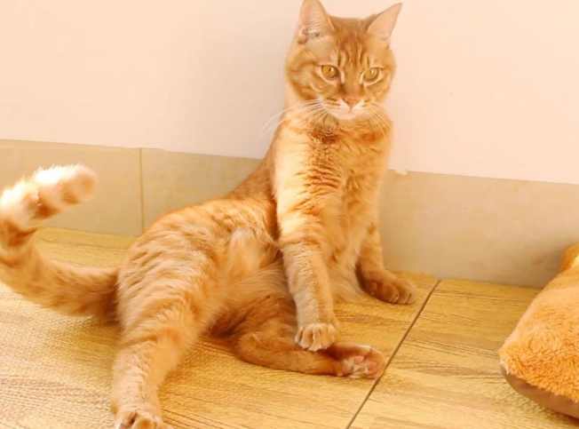 cat tail language cat tail language