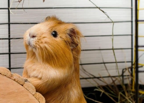 how long do guinea pigs live