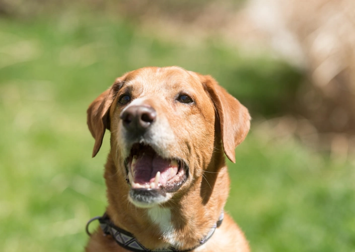 canine cancer bleeding canine cancer bleeding