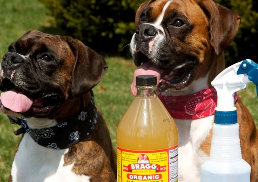 flea infestation treatment flea infestation treatment