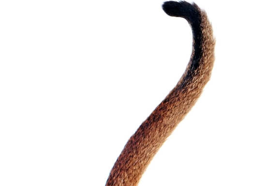 cat tail language cat tail language
