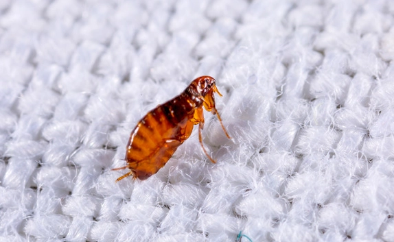 flea infestation treatment flea infestation treatment