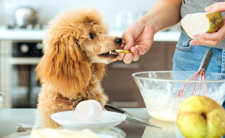 are pears good for dogs