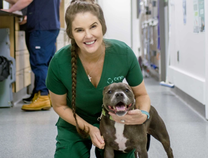 hemangiosarcoma in dogs hemangiosarcoma in dogs