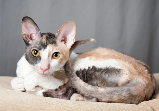 Cornish Rex cat Cornish Rex cat