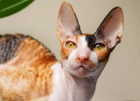 Cornish Rex care Cornish Rex care