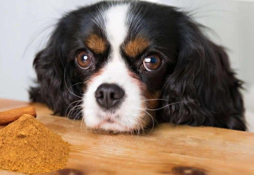 is cinnamon safe for dogs is cinnamon safe for dogs