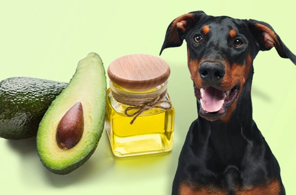 avocado toxic to dogs