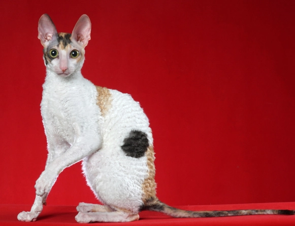 Cornish Rex temperament Cornish Rex temperament