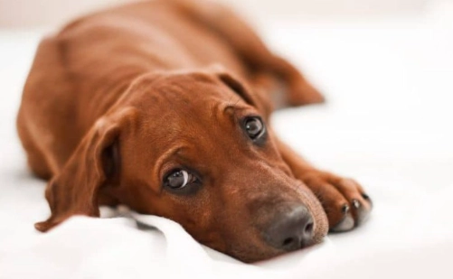 treatment for dog diarrhea