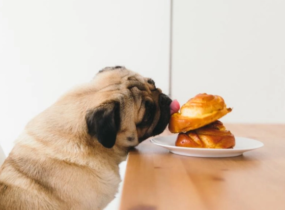 cinnamon for dogs dosage cinnamon for dogs dosage