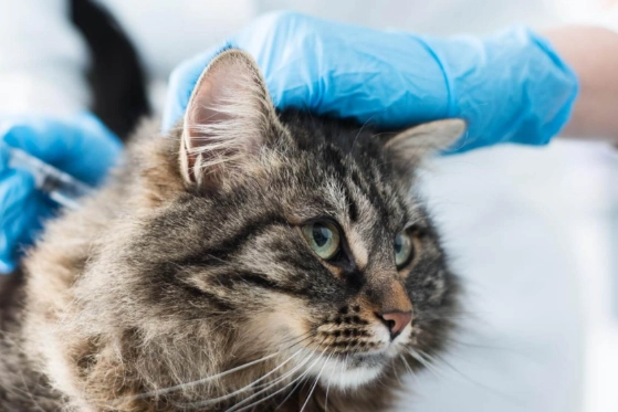 fip treatment fip treatment