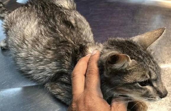 fip in cats fip in cats