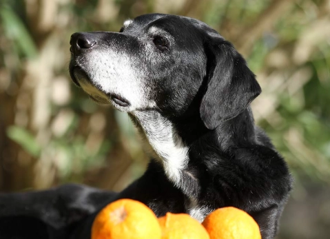 how to feed oranges to dogs