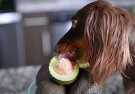 can dogs eat avocado