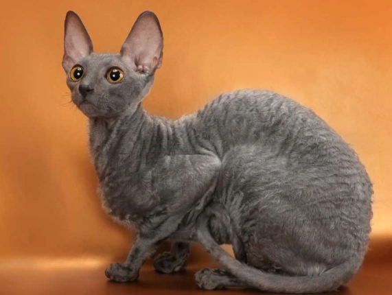 Cornish Rex cat Cornish Rex cat