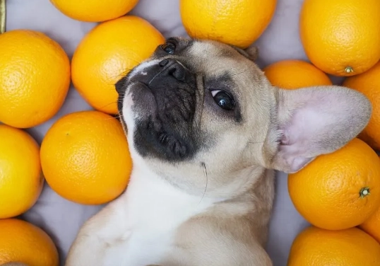 how to feed oranges to dogs