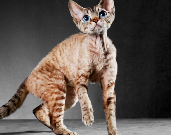 Cornish Rex temperament Cornish Rex temperament