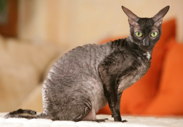 Cornish Rex cat Cornish Rex cat