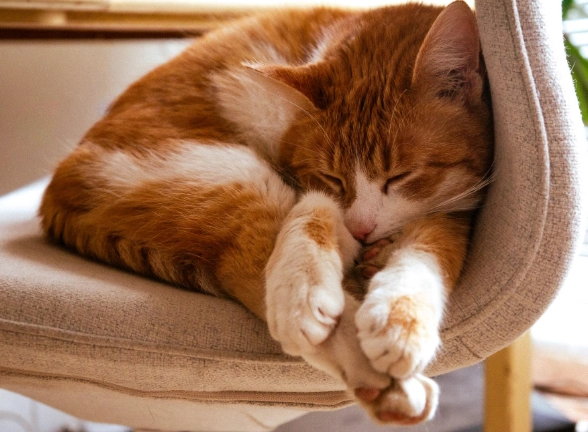 feline infectious peritonitis feline infectious peritonitis