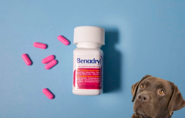 benadryl dosage for dogs