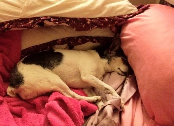 dog dementia symptoms