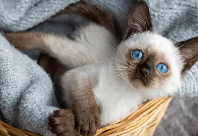 how to calm a cat in heat