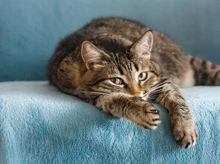 cat in heat symptoms