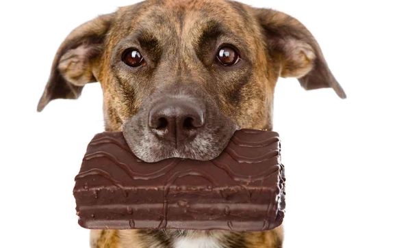 dog ate chocolate what to do