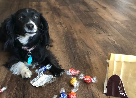 chocolate poisoning in dogs