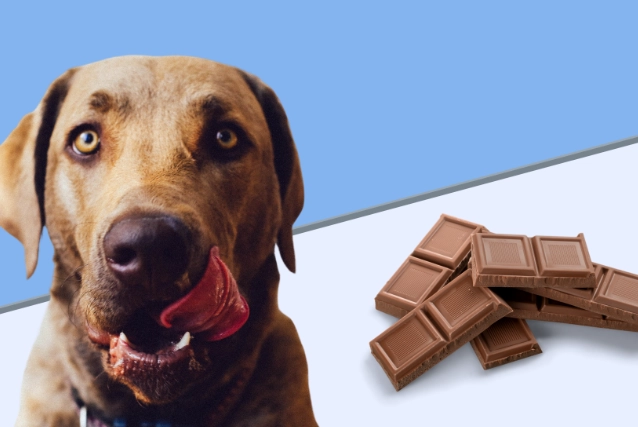 dog ate chocolate what to do