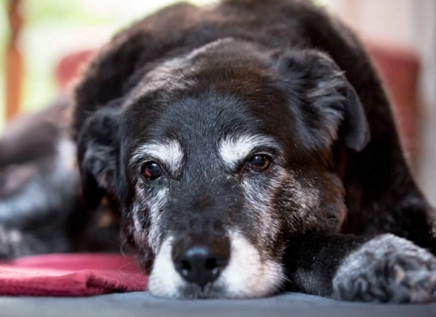 dog dementia symptoms