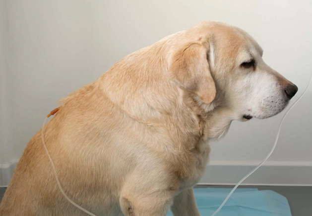 dog kidney failure symptoms