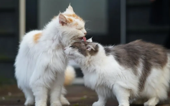 how to calm a cat in heat