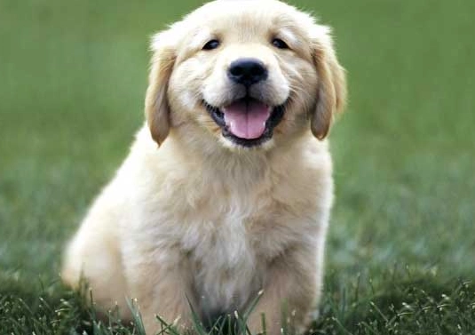 benadryl dosage for dogs