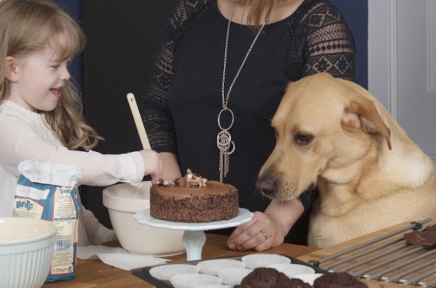 dog ate chocolate what to do