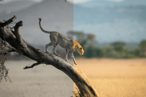 what colors can dogs see